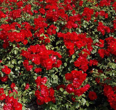 Photos von Blumenvarianten benutzt als: Beet- / Rabattenpflanze Rosa paesaggistica La Sevillana