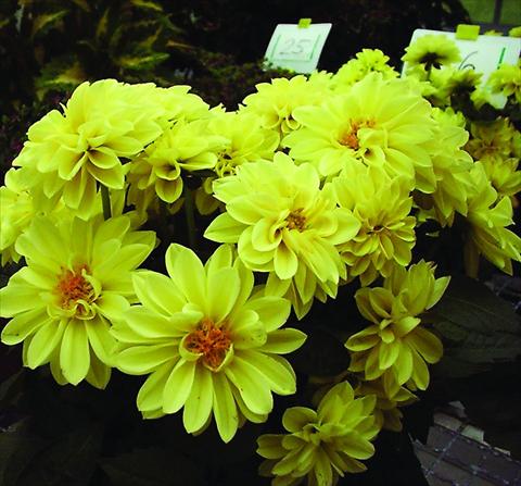 Photos von Blumenvarianten benutzt als: Topf und Beet Dahlia Royal Dahlietta Margaret
