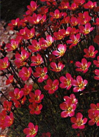Photos von Blumenvarianten benutzt als: Topf und Beet Saxifraga x arendsii Purpurteppich