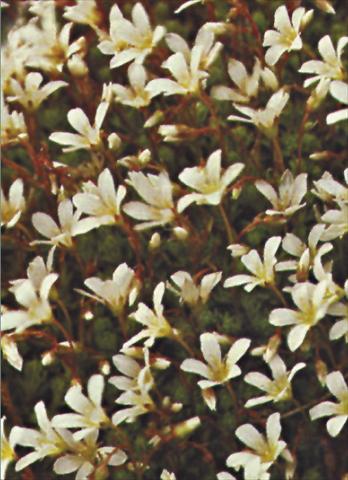 Photos von Blumenvarianten benutzt als: Topf und Beet Saxifraga x arendsii Schneeteppich