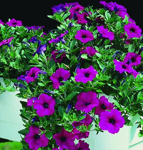 Photos von Blumenvarianten benutzt als: Ampel/Topf Petunia pendula Surfinia® Purple