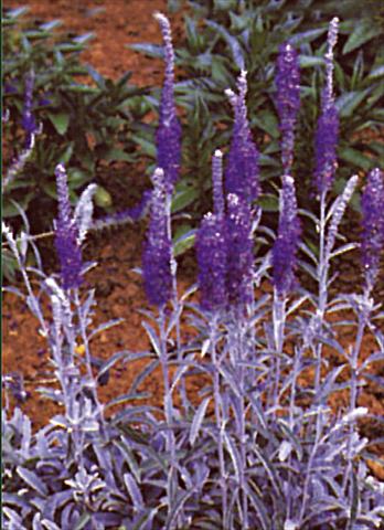 Photos von Blumenvarianten benutzt als: Beet- / Rabattenpflanze Veronica spicata Blauteppich