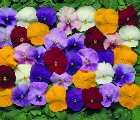 Photos von Blumenvarianten benutzt als: Topf und Beet Viola wittrockiana Dynamite F1 Mix
