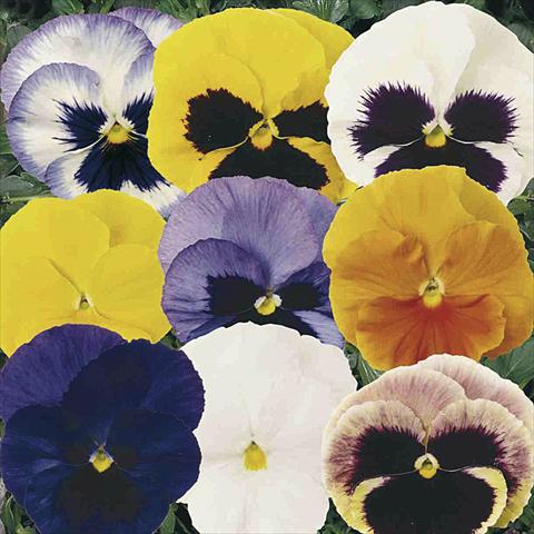 Photos von Blumenvarianten benutzt als: Topf und Beet Viola wittrockiana Matrix F1 Mix