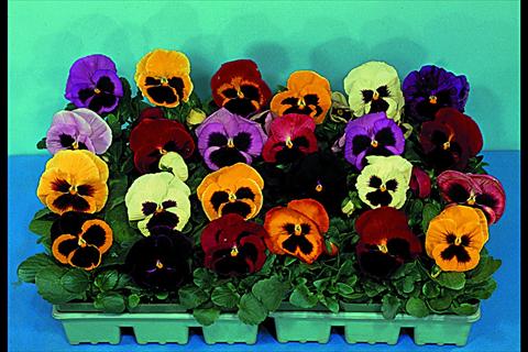 Photos von Blumenvarianten benutzt als: Beet- / Rabattenpflanze Viola wittrockiana Super Majestic F1 Mix