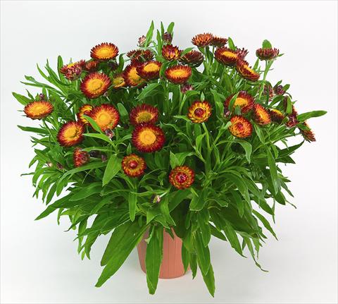 Photos von Blumenvarianten benutzt als: Topf und Beet Helichrysum (Bracteantha) Helica Bicolor Orange