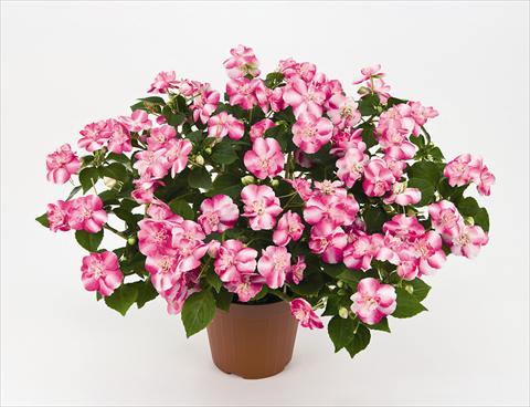Photos von Blumenvarianten benutzt als: Topf und Beet Impatiens walleriana Musica Bicolor Pink