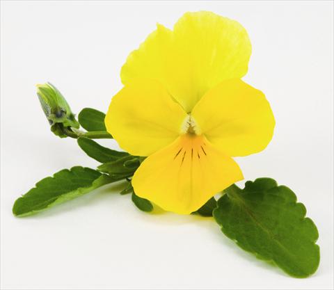 Photos von Blumenvarianten benutzt als: Ampel/Topf Viola hybrida Friolina® Cascadiz Yellow