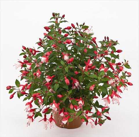 Photos von Blumenvarianten benutzt als: Topf und Beet Fuchsia Diva™ Cherry/White