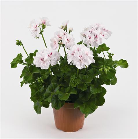 Photos von Blumenvarianten benutzt als: Topf und Beet Pelargonium peltatum Costa Daurada White