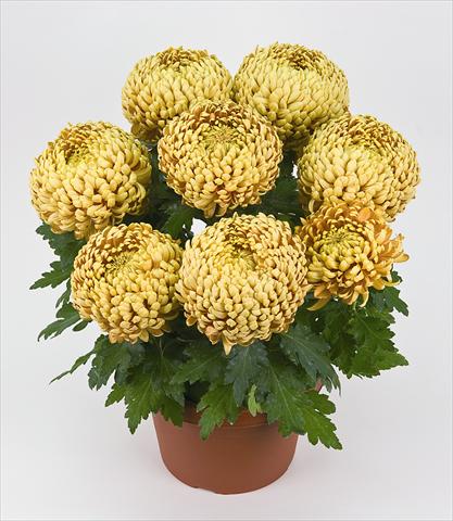 Photos von Blumenvarianten benutzt als: Topf Chrysanthemum Globus Sharki