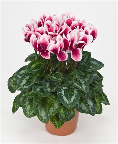 Photos von Blumenvarianten benutzt als: Topf Cyclamen persicum Halios® Fantasia  Magenta