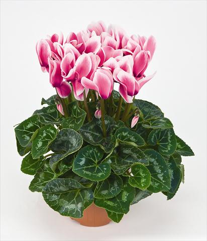 Photos von Blumenvarianten benutzt als: Topf Cyclamen persicum Latinia® Fantasia Fuchsia