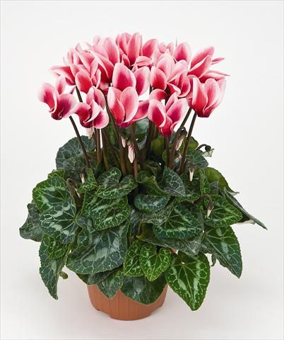 Photos von Blumenvarianten benutzt als: Topf Cyclamen persicum Tianis® Fantasia Saumon