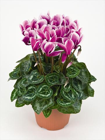 Photos von Blumenvarianten benutzt als: Topf Cyclamen persicum Tianis® Fantasia Violet