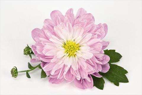 Photos von Blumenvarianten benutzt als: Topf und Beet Chrysanthemum Golette® Tulsa