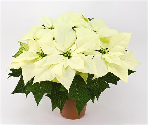 Photos von Blumenvarianten benutzt als: Topf Poinsettia - Euphorbia pulcherrima Cristallo