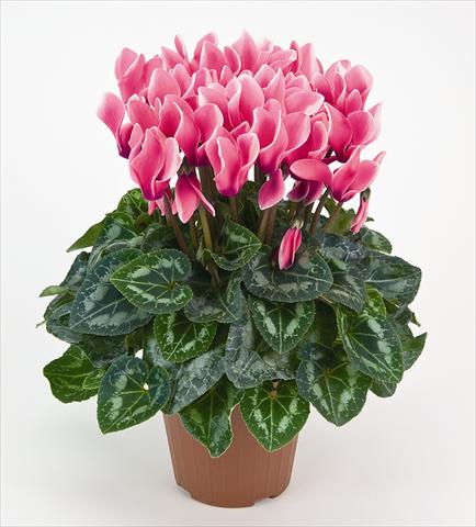 Photos von Blumenvarianten benutzt als: Topf und Beet Cyclamen persicum Tianis® Fantasia Fuchsia