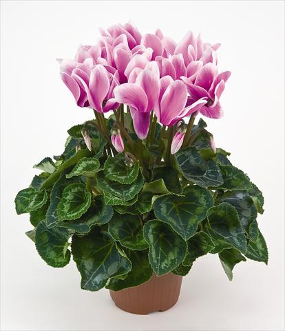 Photos von Blumenvarianten benutzt als: Topf und Beet Cyclamen persicum Latinia® Fantasia Cattleya