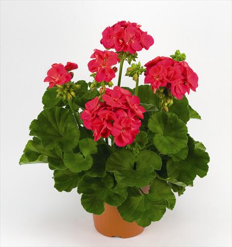 Photos von Blumenvarianten benutzt als: Topf und Beet Pelargonium zonale Costa Brava Cherry Red