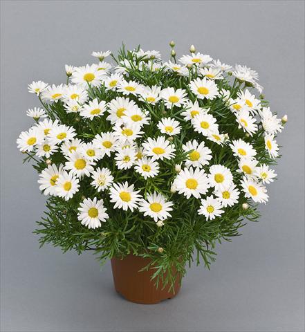 Photos von Blumenvarianten benutzt als: Topf und Beet Argyranthemum Daisy Crazy™ Maria