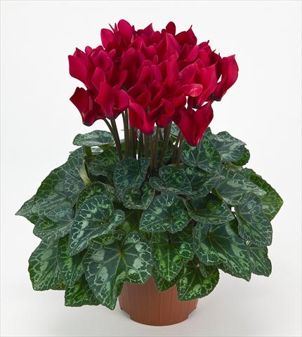 Photos von Blumenvarianten benutzt als: Topf Cyclamen persicum mini Metis® Écarlate Compact