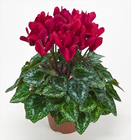 Photos von Blumenvarianten benutzt als: Topf Cyclamen persicum mini Metis® Rouge Vif Compact