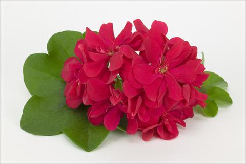 Photos von Blumenvarianten benutzt als: Ampel/Topf Pelargonium peltatum Costa Daurada Bright Red