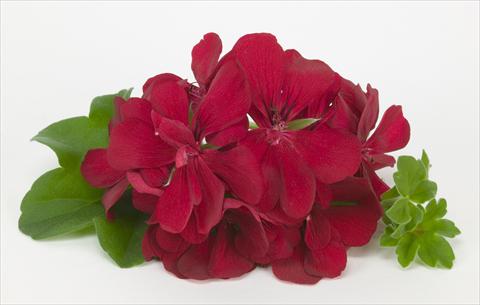 Photos von Blumenvarianten benutzt als: Ampel/Topf Pelargonium peltatum Costa Daurada Dark Red