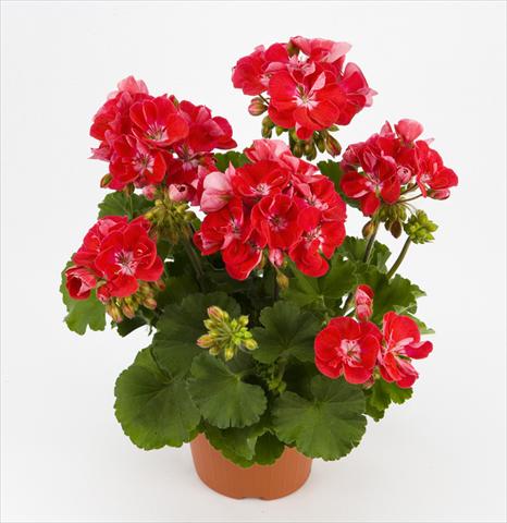 Photos von Blumenvarianten benutzt als: Topf und Beet Pelargonium zonale Dark Costa Brava Red With Eye