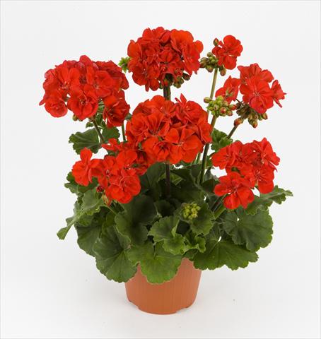 Photos von Blumenvarianten benutzt als: Topf und Beet Pelargonium zonale Dark Costa Brava Red