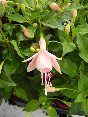 Photos von Blumenvarianten benutzt als: Topf und Beet Fuchsia Diva™ Bridal Pink