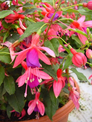Photos von Blumenvarianten benutzt als: Topf und Beet Fuchsia Diva™ Rose/Purple
