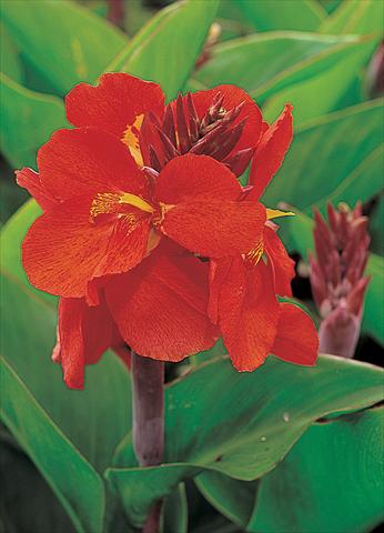 Photos von Blumenvarianten benutzt als: Topf und Beet Canna hybrida Tropical Red