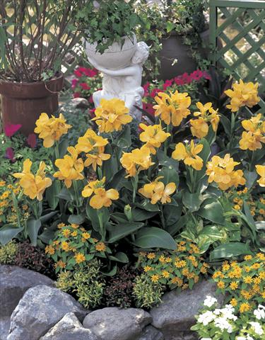 Photos von Blumenvarianten benutzt als: Beet, Topf oder Ampel Canna hybrida Tropical Yellow