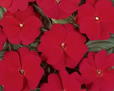 Photos von Blumenvarianten benutzt als: Topf und Beet Impatiens hawkerii Divine Cherry Red