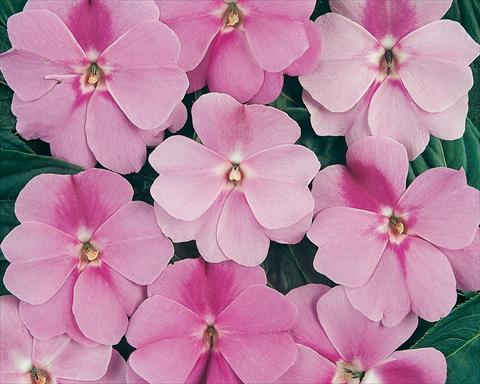 Photos von Blumenvarianten benutzt als: Topf und Beet Impatiens hawkerii Divine Lavender
