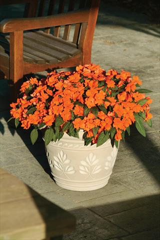 Photos von Blumenvarianten benutzt als: Topf und Beet Impatiens hawkerii Divine Orange
