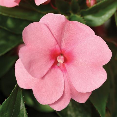 Photos von Blumenvarianten benutzt als: Topf und Beet Impatiens hawkerii Divine Pink