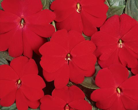 Photos von Blumenvarianten benutzt als: Topf und Beet Impatiens hawkerii Divine Scarlet Red
