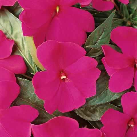 Photos von Blumenvarianten benutzt als: Topf und Beet Impatiens hawkerii Divine Violet