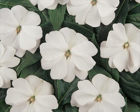 Photos von Blumenvarianten benutzt als: Topf und Beet Impatiens hawkerii Divine White