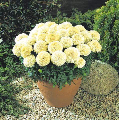 Photos von Blumenvarianten benutzt als: Beet- / Rabattenpflanze Tagetes erecta Marigold Vanilla