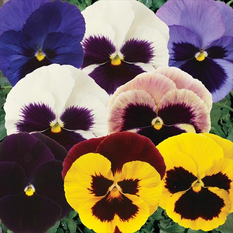 Photos von Blumenvarianten benutzt als: Topf und Beet Viola wittrockiana Matrix Blotch Mixture