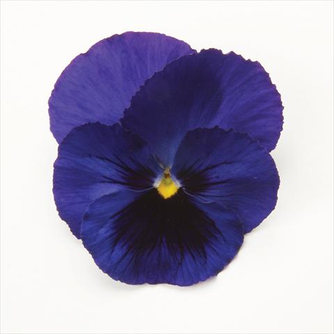 Photos von Blumenvarianten benutzt als: Topf und Beet Viola wittrockiana Matrix Blue Blotch