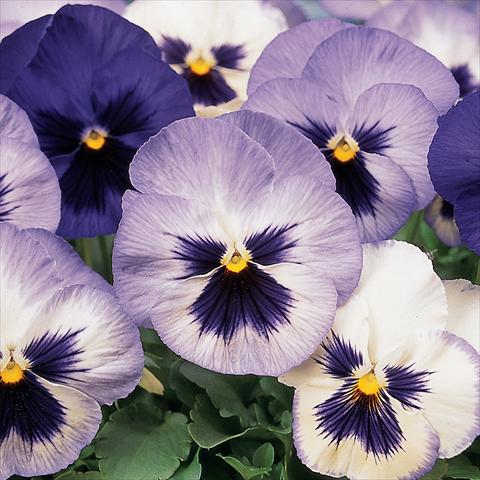 Photos von Blumenvarianten benutzt als: Topf und Beet Viola wittrockiana Matrix Blue Frost