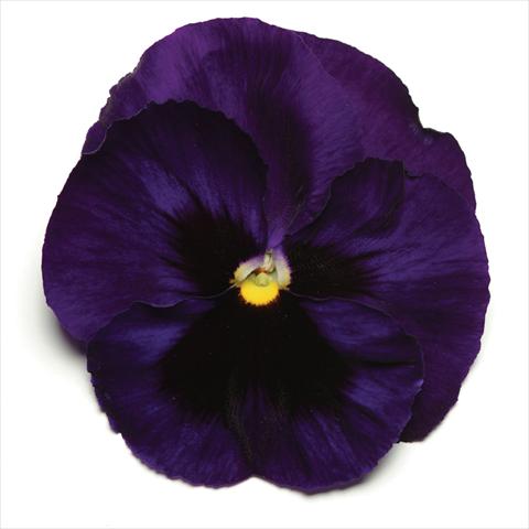 Photos von Blumenvarianten benutzt als: Topf und Beet Viola wittrockiana Matrix Deep Blue Blotch