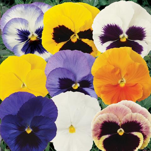 Photos von Blumenvarianten benutzt als: Topf und Beet Viola wittrockiana Matrix Mixture