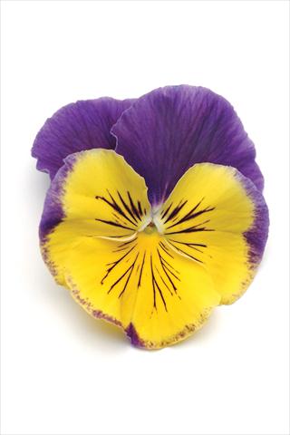 Photos von Blumenvarianten benutzt als: Topf und Beet Viola wittrockiana Matrix Morpheus