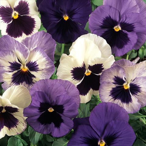 Photos von Blumenvarianten benutzt als: Topf und Beet Viola wittrockiana Matrix Ocean Breeze Mix